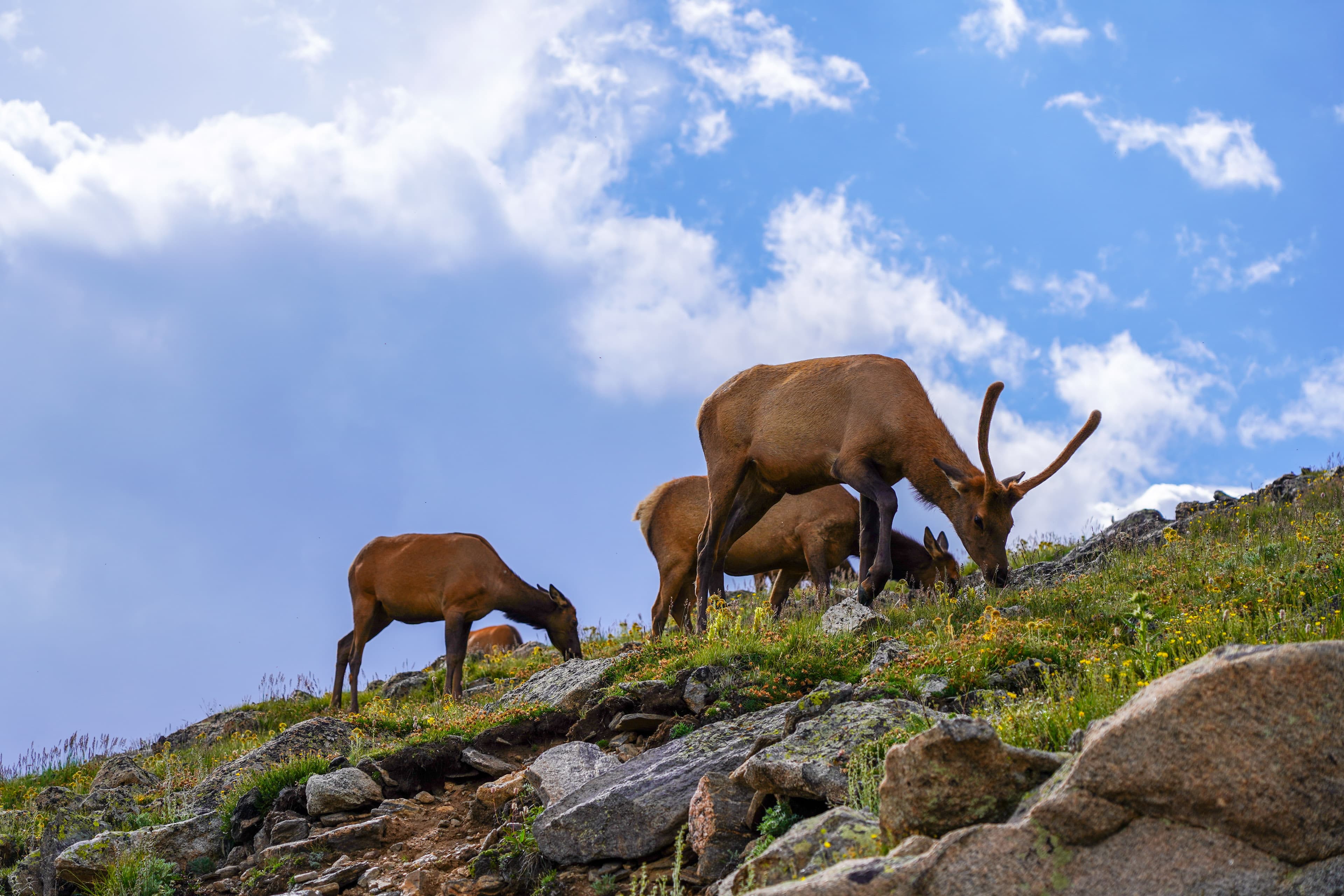 Alpine Elk Grazing