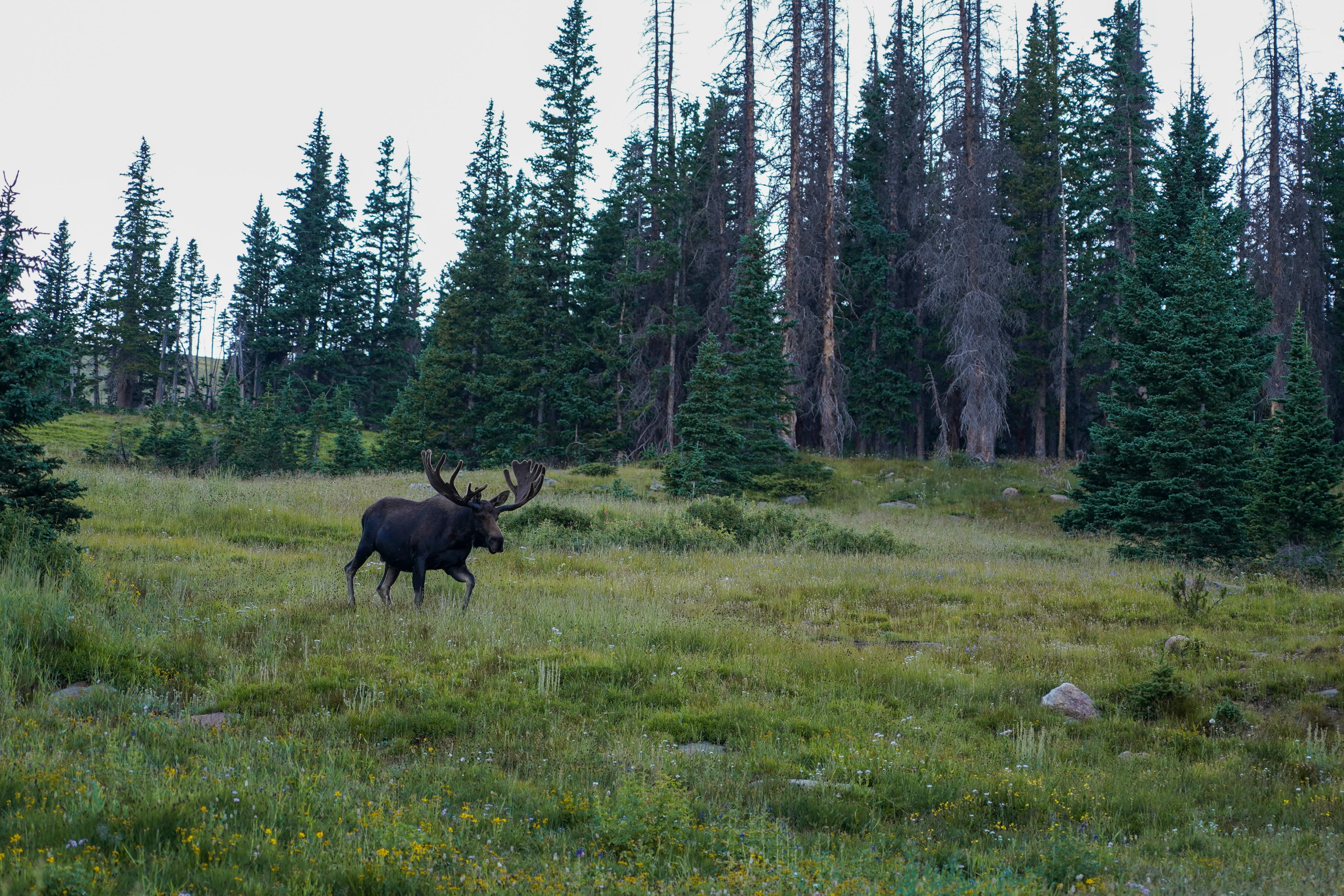Colorado Bull Moose