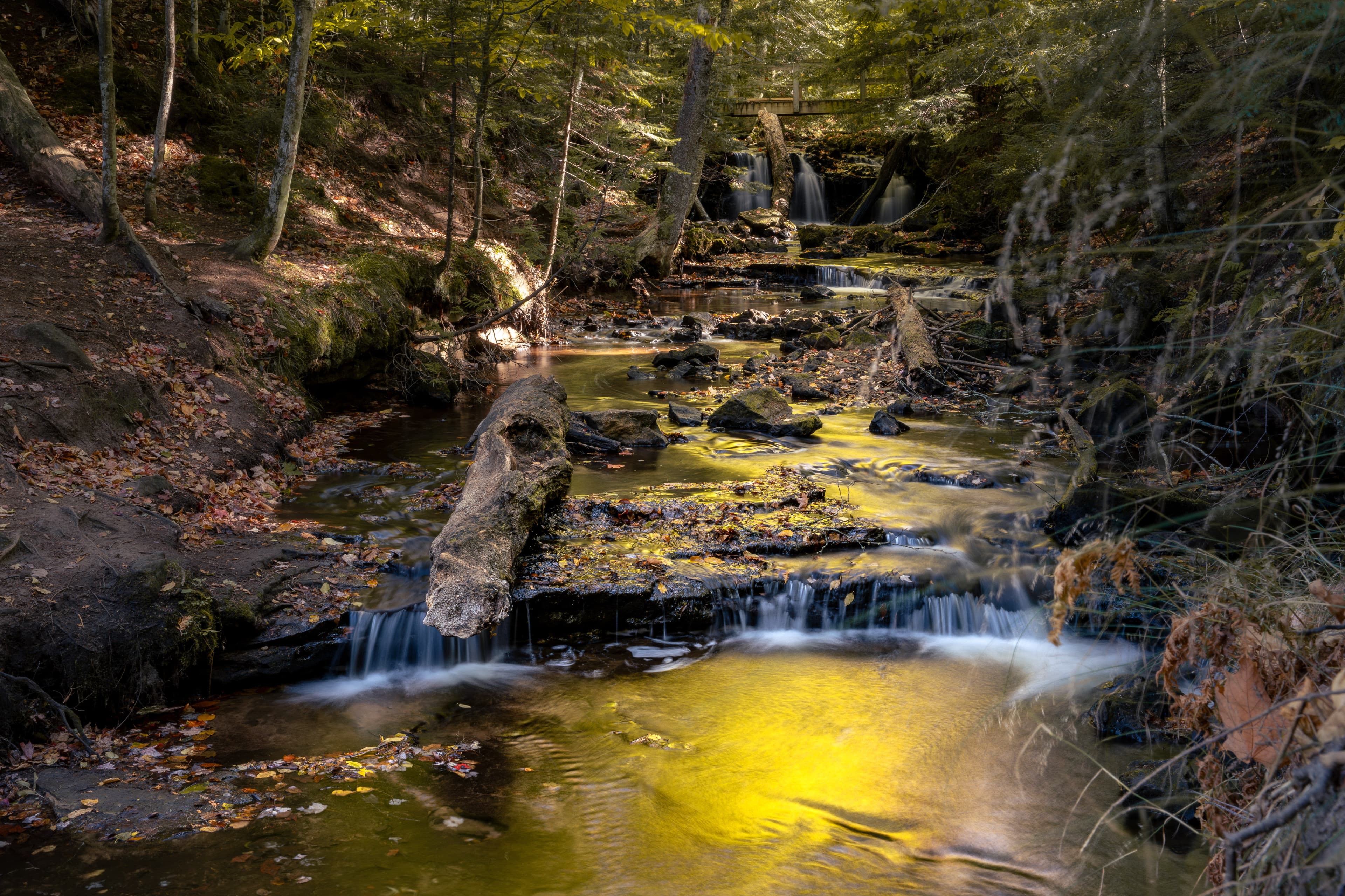 Michigan Forest Cascade